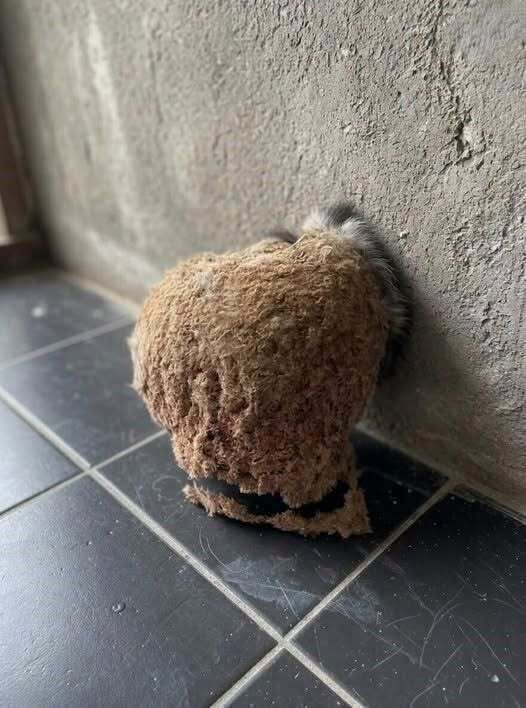 HT1. We Returned From Vacation and Discovered an Unexpected Surprise in Our Bathroom