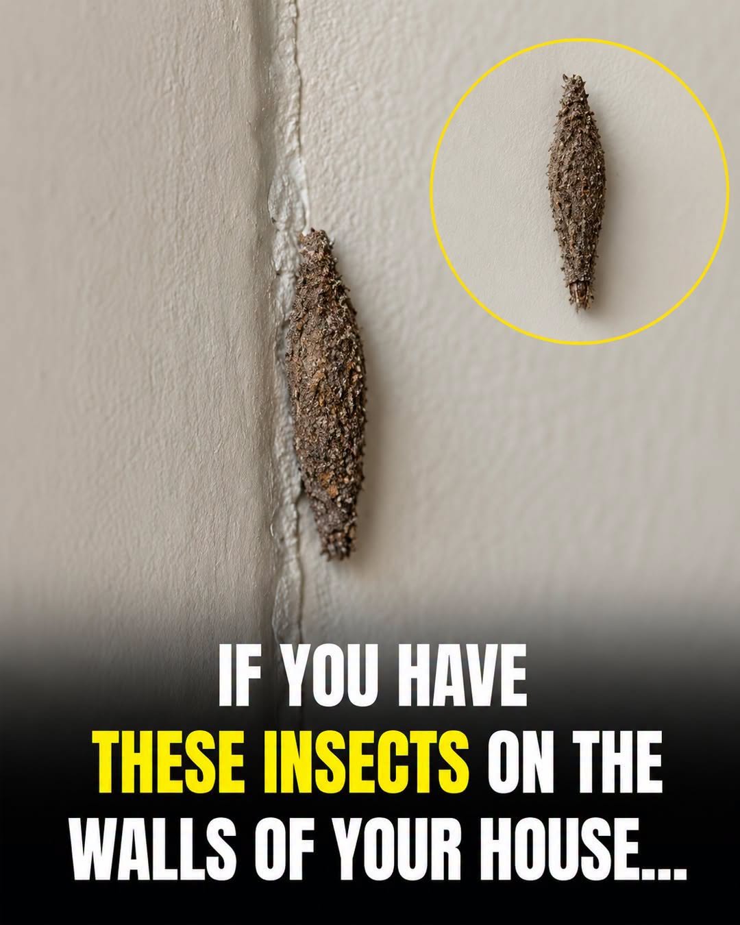 HT1. Hidden Hotspots: The Places This Insect Is Most Likely Lurking Indoors
