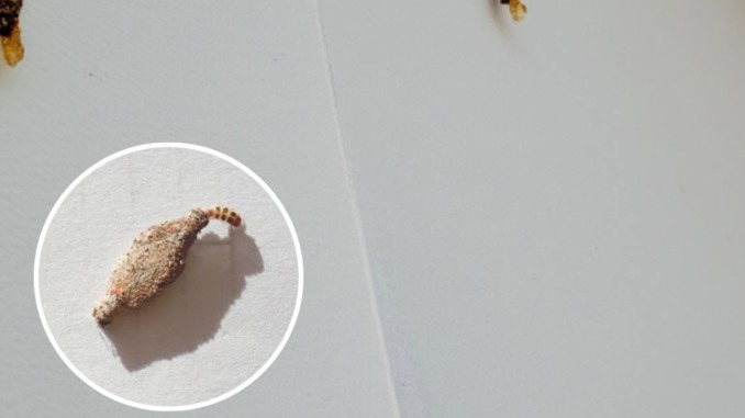 HT2. Ever Seen This Creepy Wall-Clinging Moth? Meet the Kamitetep