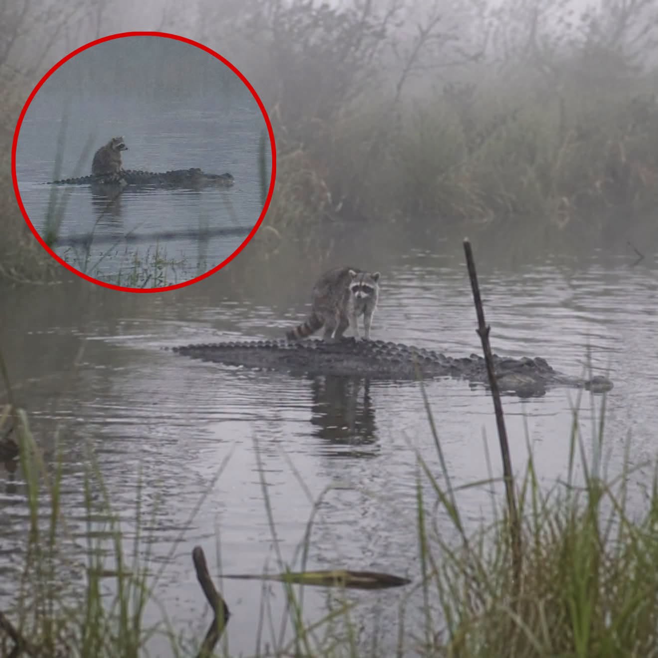 HT1. Raccoon Riding an Alligator? The Fascinating Story Behind Florida’s Most Unusual Wildlife Sighting