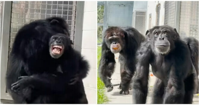 HT1. Chimpanzee has the sweetest reaction after seeing the sky for the first time after life of captivity