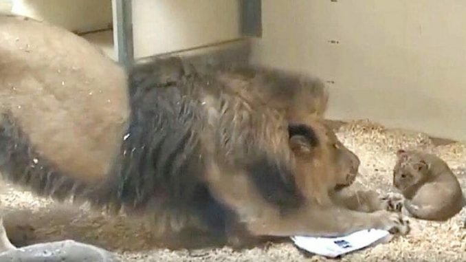 ST2. Majestic lion dad crouches down to meet infant son for the first time ever