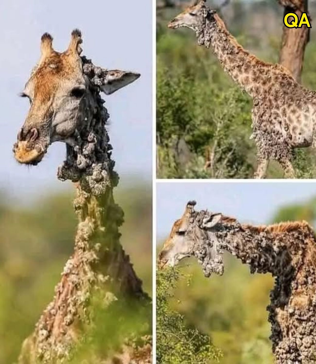 HT1. This giraffe left photographer speechless, then sad truth is revealed