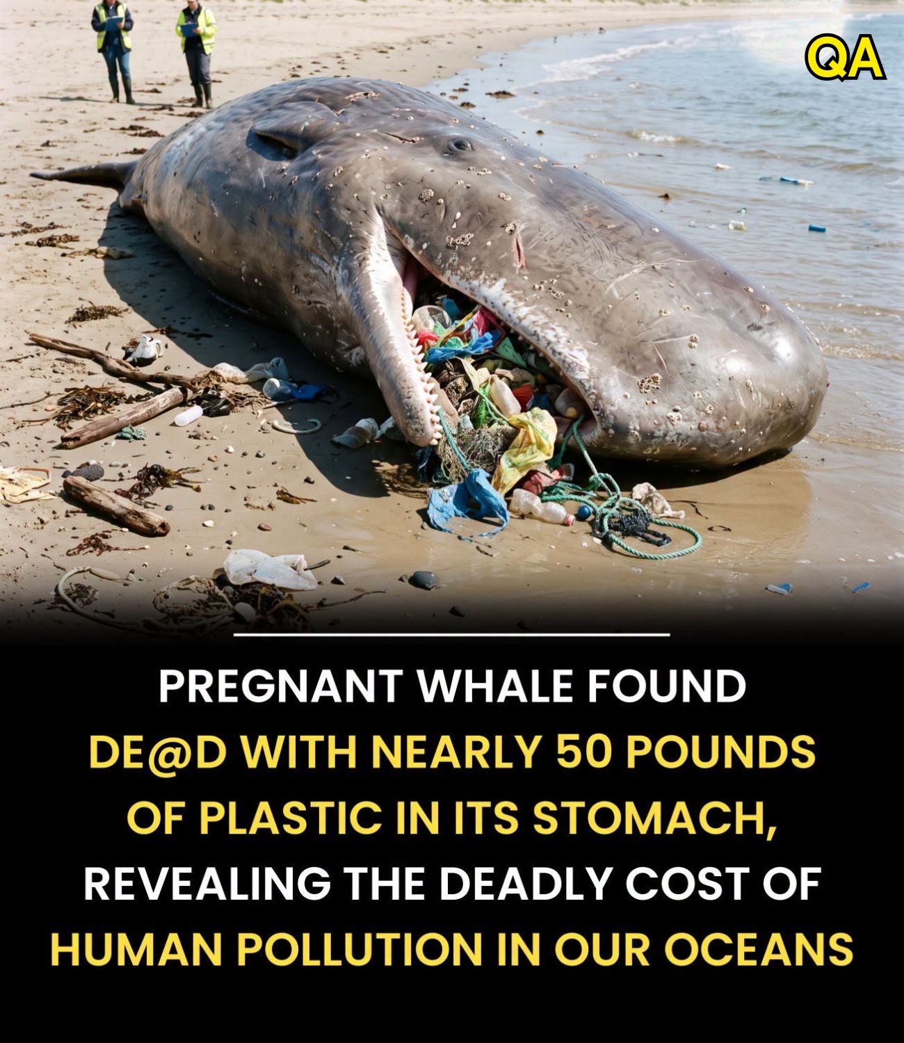 HT1. Pregnant Whale Found With Plastic in Its Stomach: A Stark Reminder of Ocean Pollution