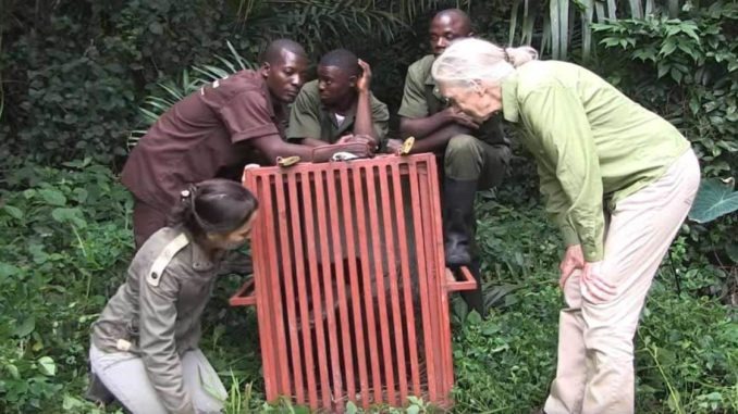HT1. Chimp is released into jungle, but her final act towards lady in green will break your heart