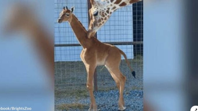 HT1. An Extremely Rare “Spotless” Giraffe is Born in a Tennessee Zoo, & She Needs a Name
