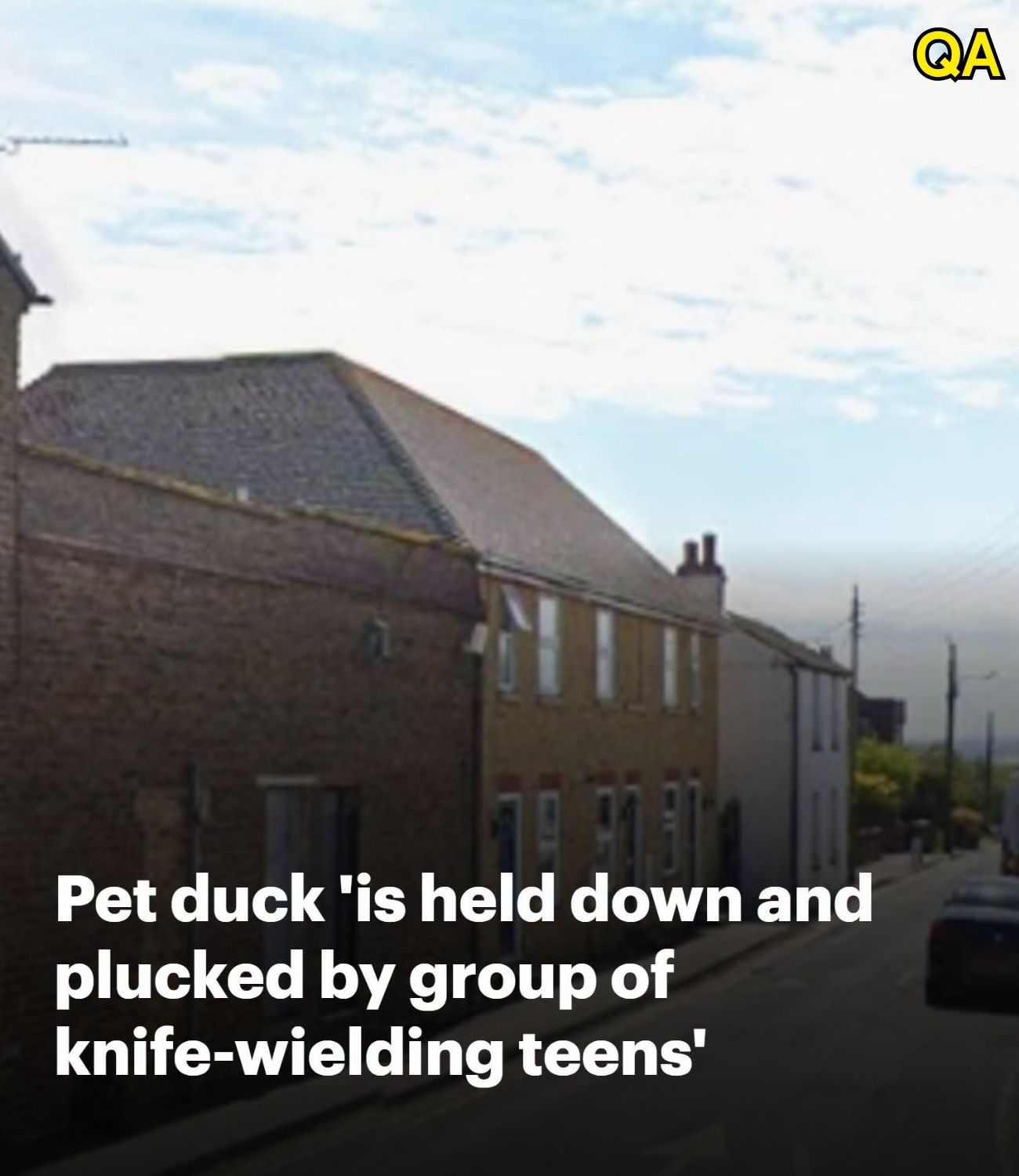 HT1. Pet duck ‘is held down and plucked by group of knife-wielding teenagers’