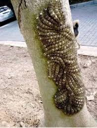 HT1. If you ever see something like this, do not touch it under any circumstances! Notify the authorities immediately!