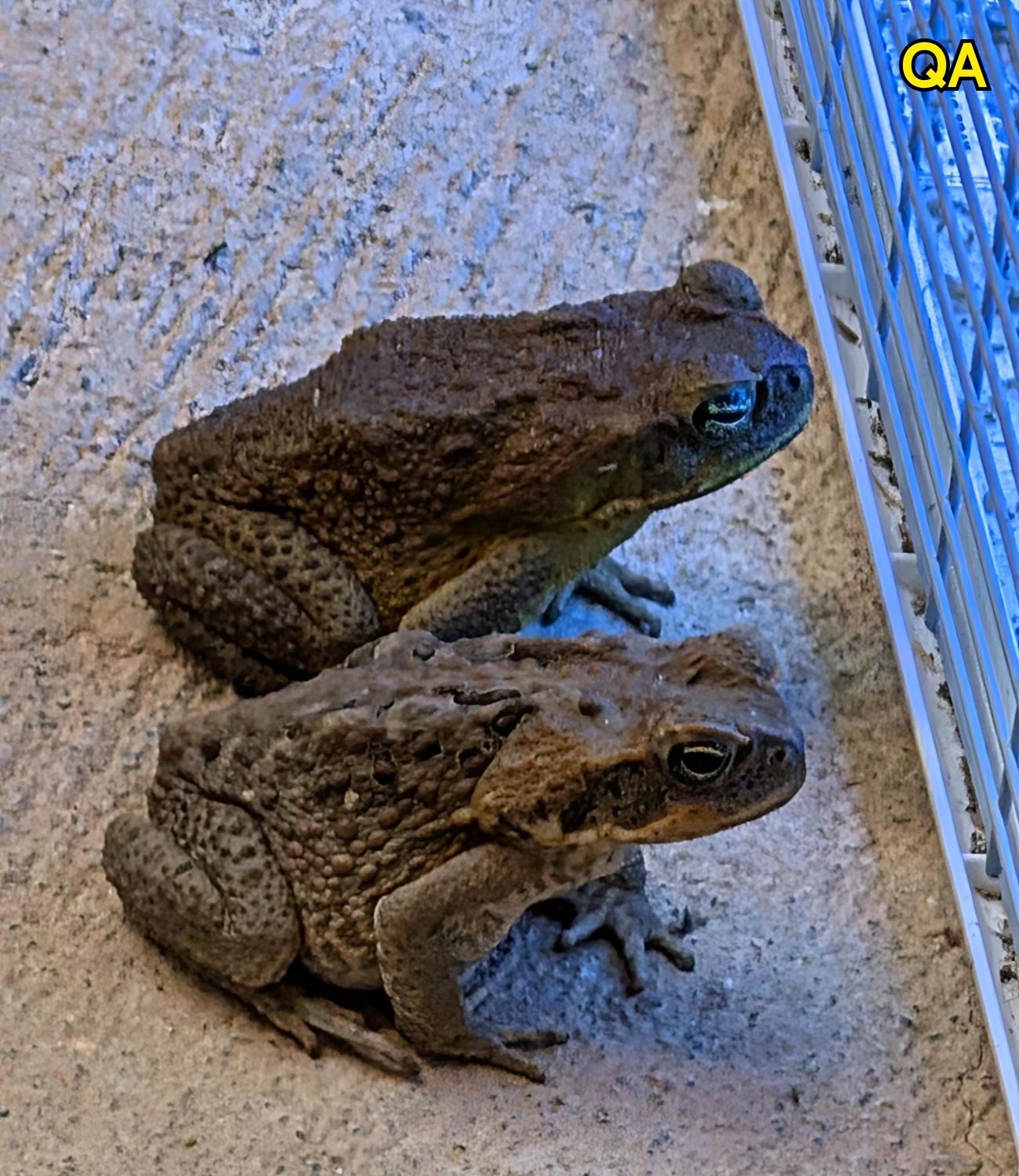 HT1. Did you know that toads come to your house when…See below