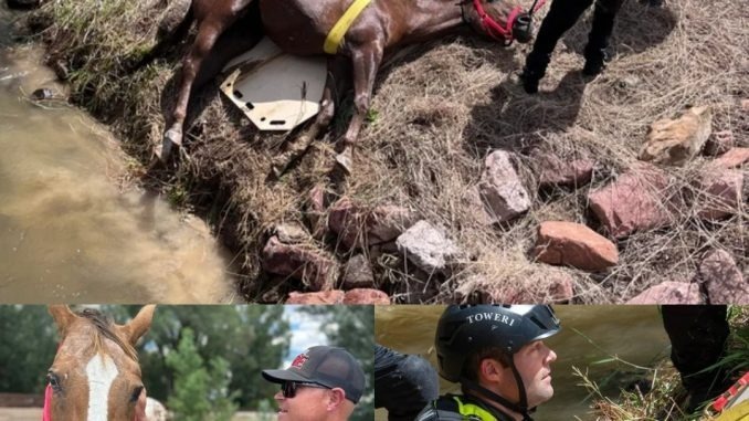 HT1. Heroic Colorado Firefighters Rescue Blind Horse from Drowning in Canal