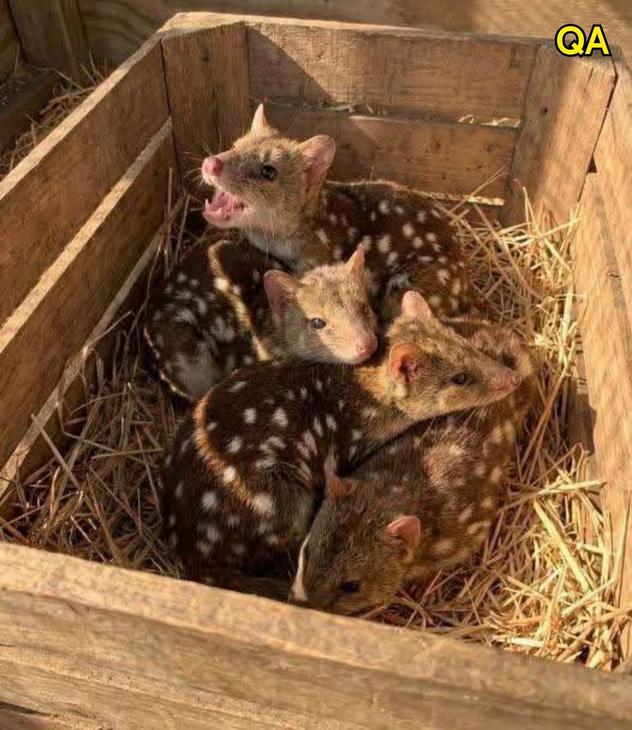 HT1. Gang finds unusually spiky creatures in nest
