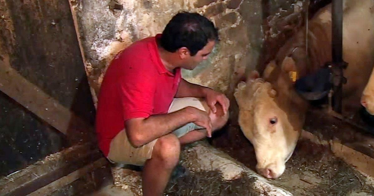 HT2. Depressed bull’s been imprisoned his whole life – the moment he’s set free is beautiful to behold