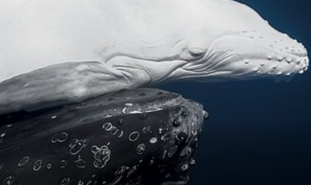HT1. IN PICTURES: The stunning World Nature Photography Award winners