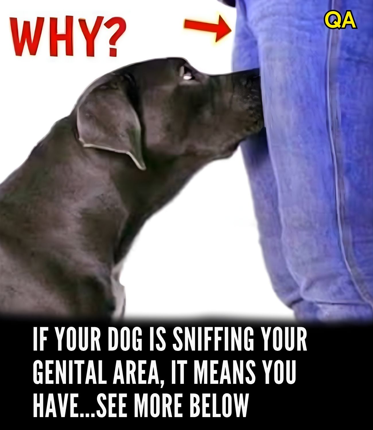 HT1. Did you know that if a dog smells your parts it’s po…See more