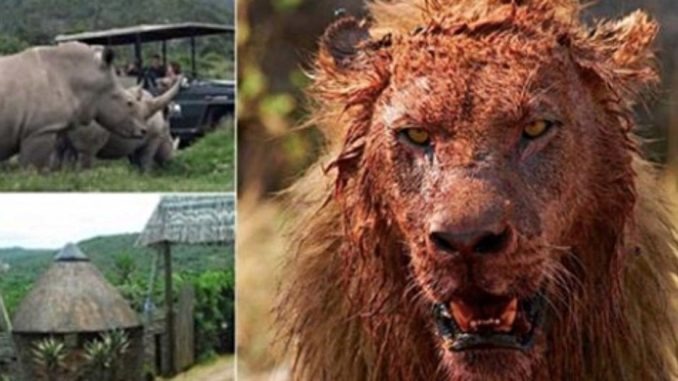 HT1. Three ‘Rhino Poachers’ Eaten By Lions After Breaking In To South African Game Reserve