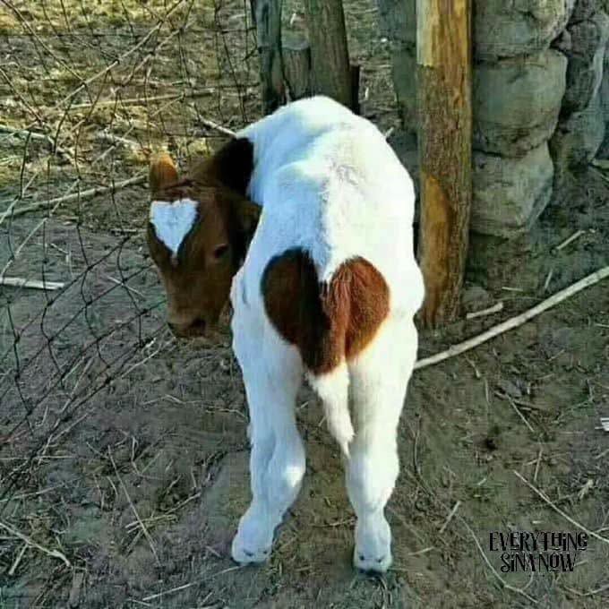 HT1. A Baby Cow With a Butt Heart and a Head Heart