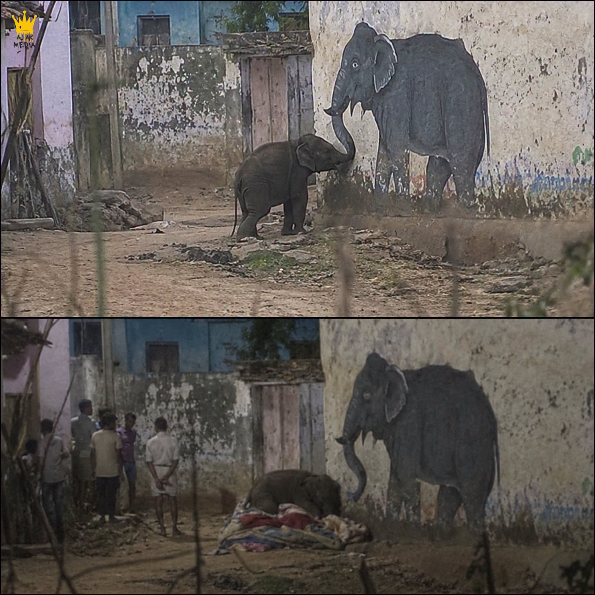 HT1. Baby Elephant Walks Into Village And Refuses To Leave Painting He Thought Was His Mother
