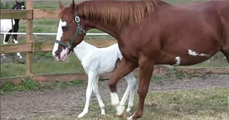 HT1. Horse delivers strange foal with magical face features