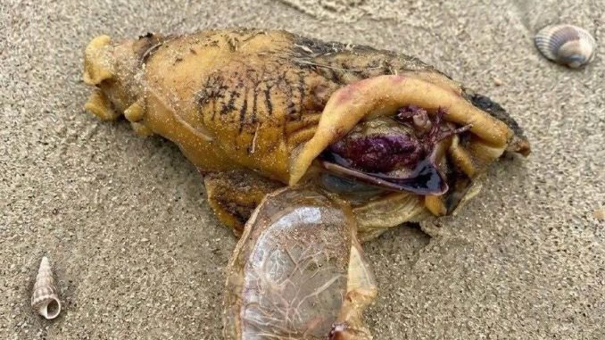 HT1. I was walking along the beach with my dog when we suddenly noticed this near the shore.