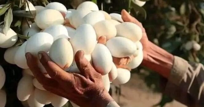 HT1. A surprising history behind this unique vegetable