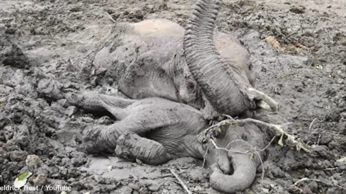 HT1. Baby Elephant Refuses To Leave Mom’s Side Until Rescuers Save Her From The Mud