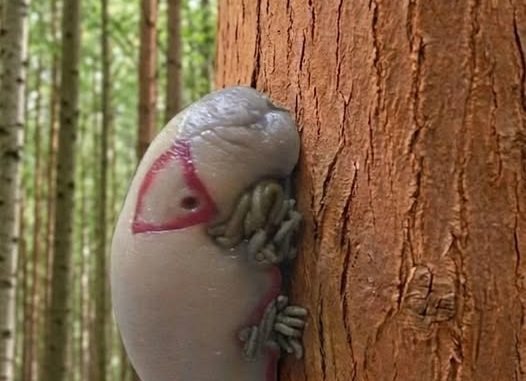 HT1. Two Unexpected Discoveries—One in the Forest, One in the City
