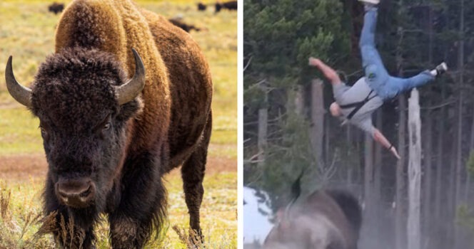 HT1. Fate revealed for Yellowstone bison after it threw grandfather 8 feet into the air in terrifying attack