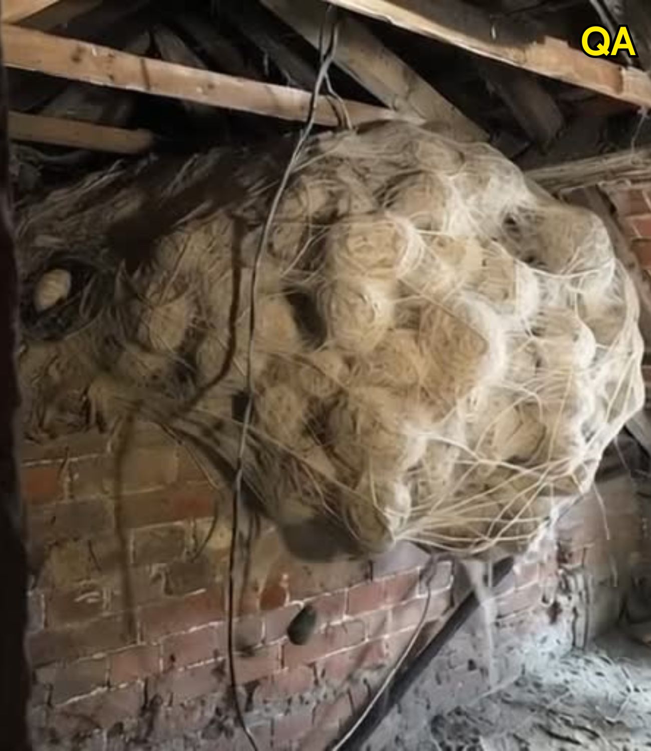 HT1. Man Discovers Shocking Secret Hidden Inside Attic Nest
