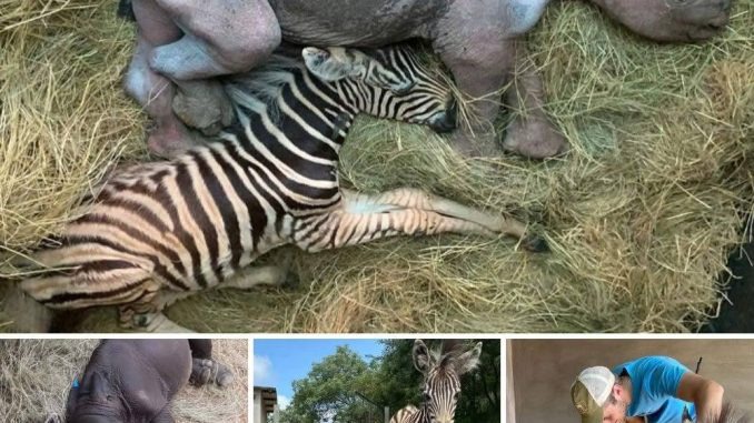 HT2. The Heartwarming Rescue of Two Orphaned Orphans”