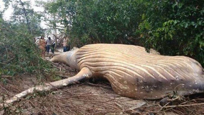 HT1. The whale was found far from… See more