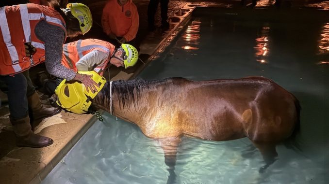 HT1. Horse rescued from Reno swimming pool