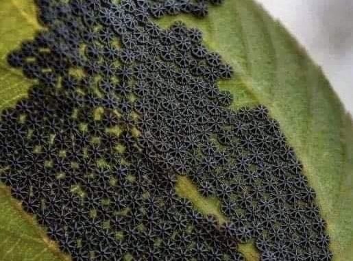 HT2. If You Spot These on Your Plants, Avoid Touching Them