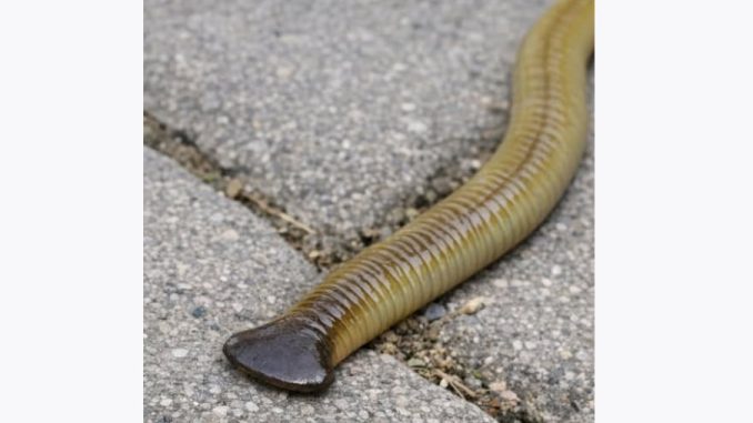 HT14. Spotted this long worm with a flat, shovel-shaped head slithering on the patio stones