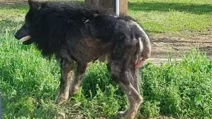 ST1. “Werewolf” stands on side of road for months: then a stranger approaches and sees the unthinkable