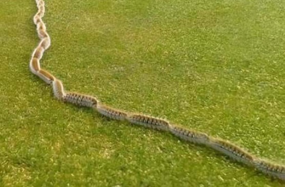 HT1. I saw something strange in the grass and thought it was just a rope – but when I looked closer, I screamed in horror!