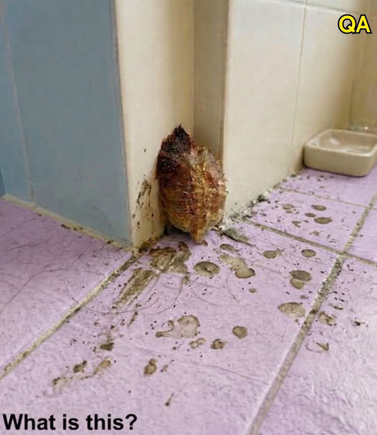 HT1. I live alone. I went to visit my family for 10 days, and when I came back home, I discovered this in my bathroom