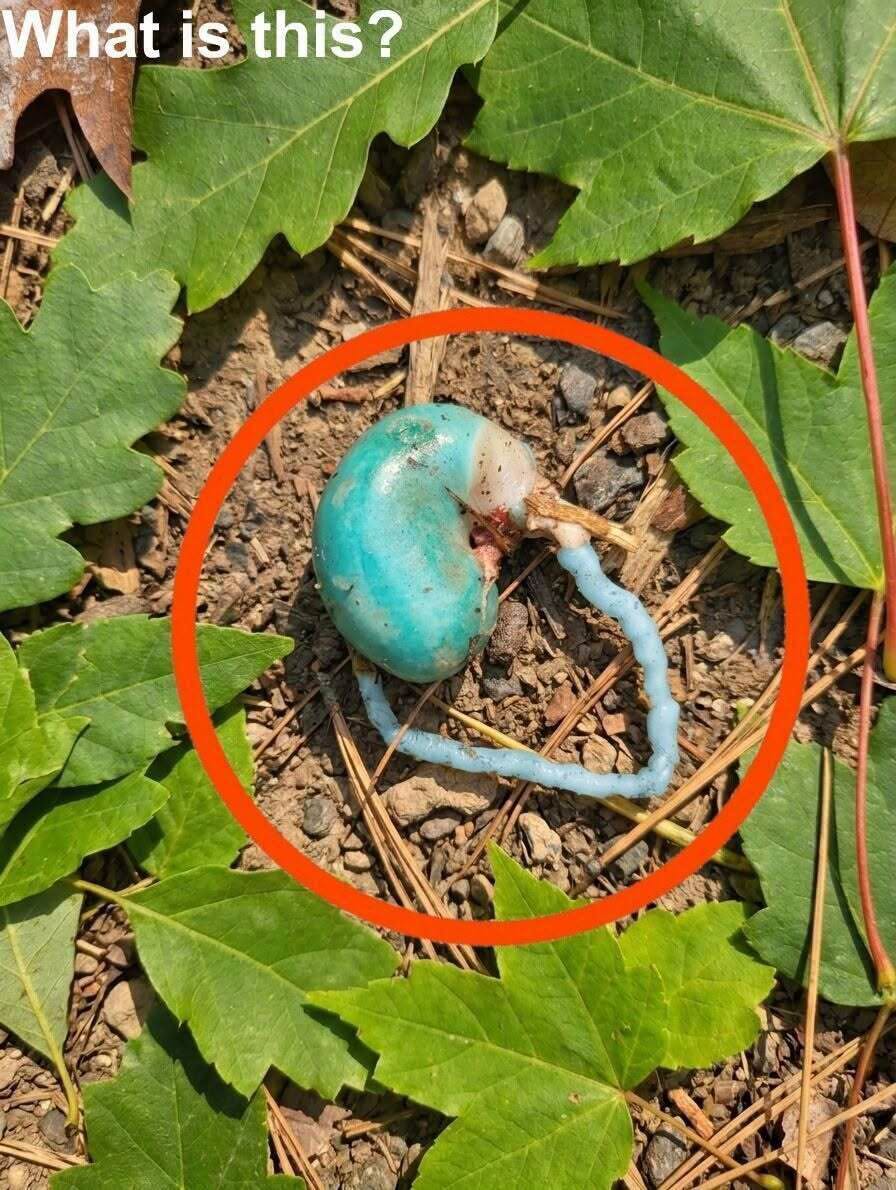 HT1. Blue Orgαn in the Woods.. The tail thing was fleshy.