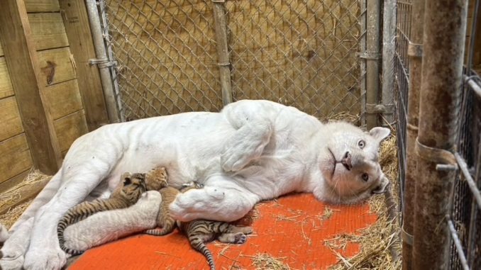 HT1. Shalom Wildlife Sanctuary cited with a critical violation for tiger cub drowning deaths