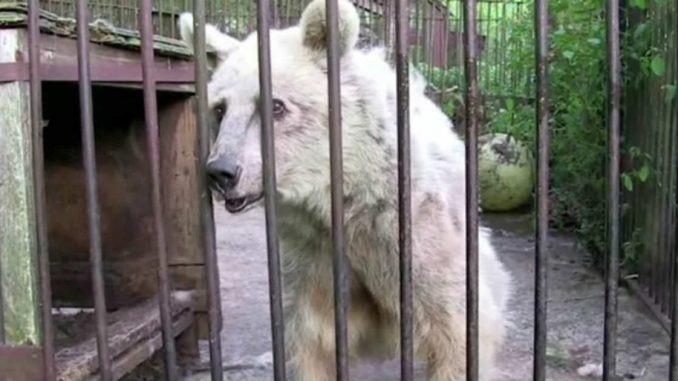 ST2. Bear was caged for 30 years – now look in her eyes when they finally open the grid