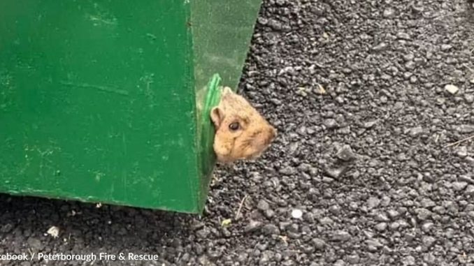 HT1. Tiny Face Found Peeking Out From Dumpster Leads To Urban Wildlife Rescue