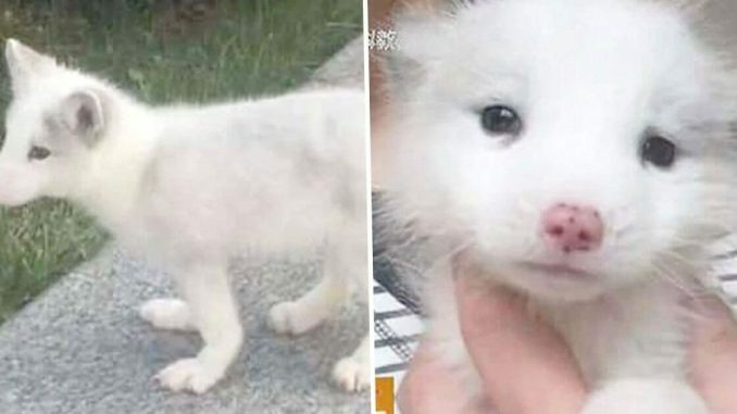 ST2. Woman buys ”cute puppy” in the pet store: 1 year later, she realizes her big mistake