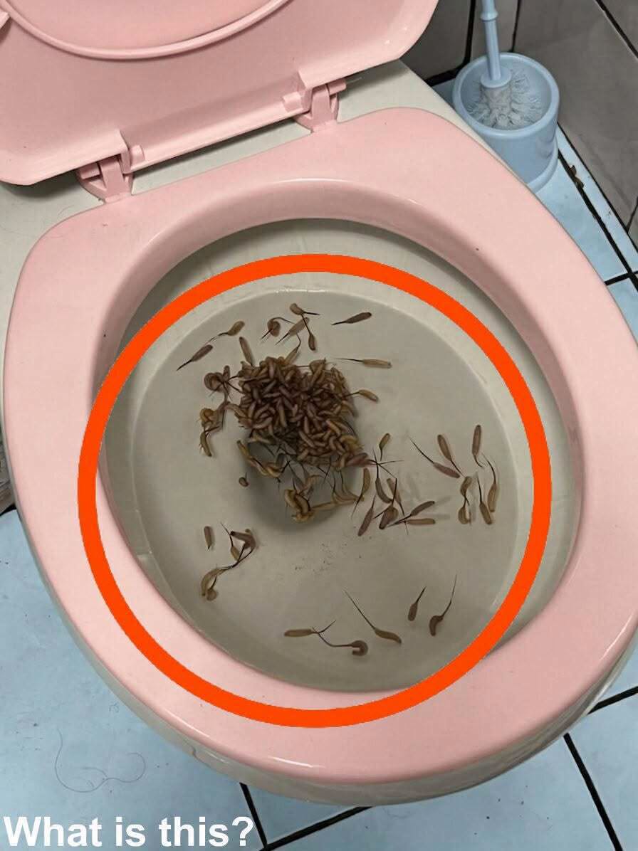 HT1. These things show up in my toilet after it rains. Any idea what they are?