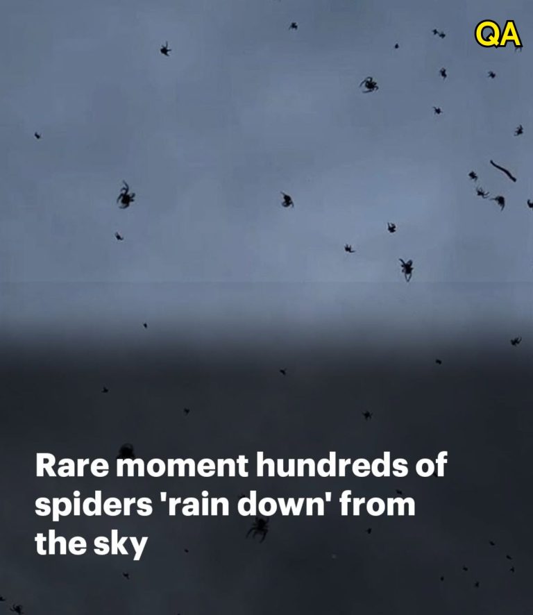 HT1. Spiders filmed ‘raining down’ from sky – and there’s a racy reason why