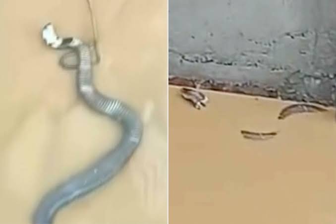 HT2. Up to 900 Snakes, Including Venomous Cobras, Escape into Village from Breeding Farm After Flooding in China