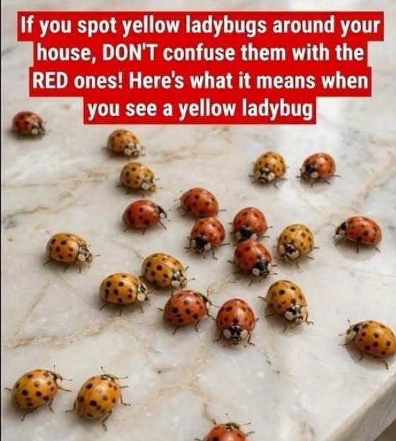 HT1. Why Yellow Ladybugs Appear in Gardens and What They Can Tell You About Your Plants