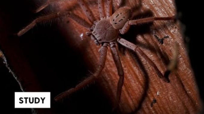 HT1. The World’s Fastest Spider? Scientists Discover an Unexpected Speed Champion