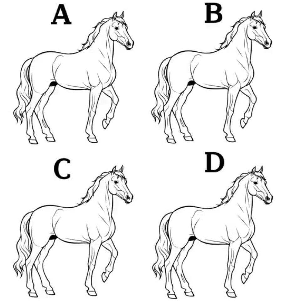 HT1. Which horse is different?