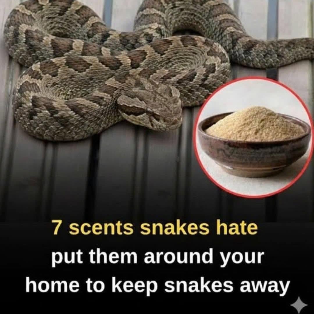 HT1. Let’s break down 7 smells snakes hate and how to use them to keep these slithery visitors away from your home