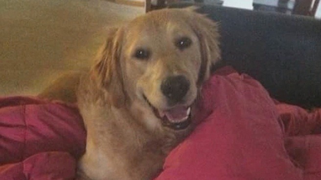 ST1. Woman warns pet owners of ‘silent killer’ lurking in homes that killed her dog