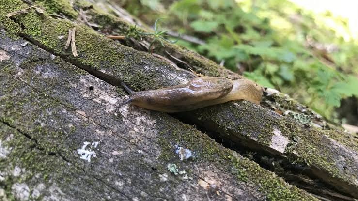 HT1. Did you know that when a SLUG visits your house it means that you have…See more